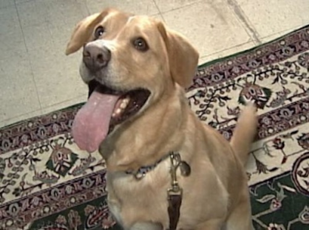 Meet your Posher, Danny